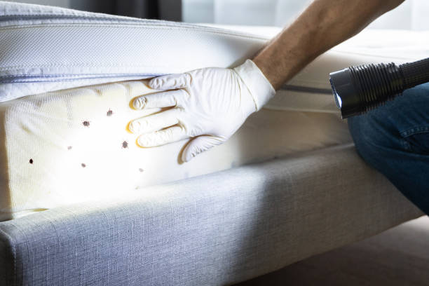 Best Affordable Pest Control Services  in Start, LA