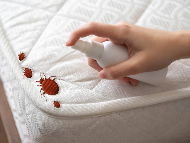 Best Local Pest Control Services  in Start, LA